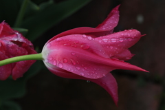 雨後の花（２）