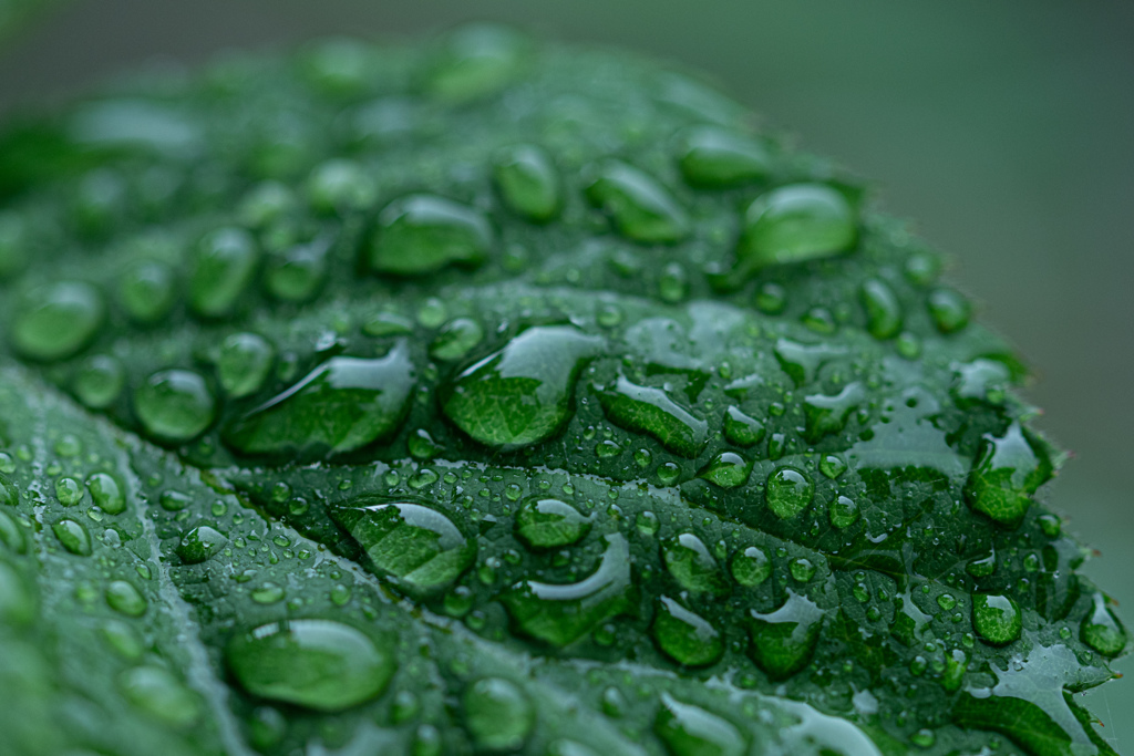 慈雨