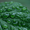 慈雨