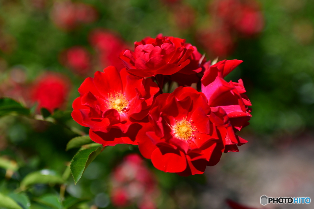 薔薇