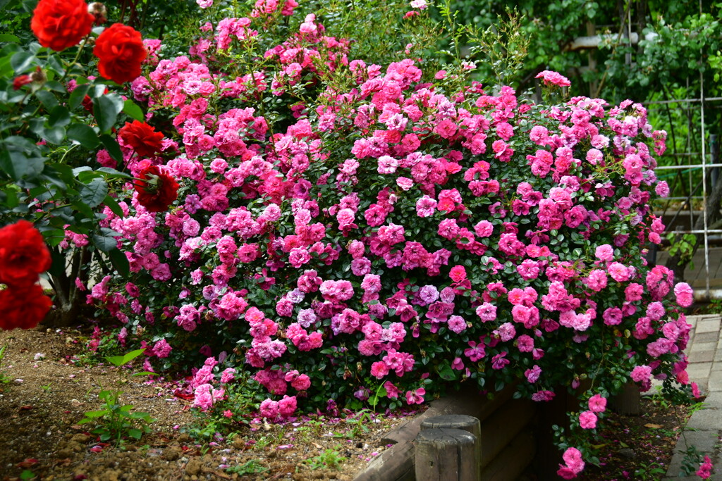 薔薇