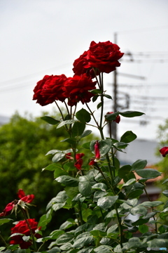 薔薇