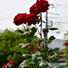 薔薇