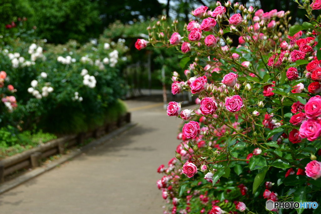 薔薇