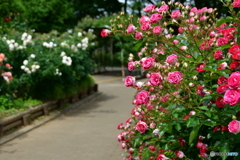 薔薇