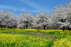 桜と菜の花