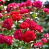 薔薇