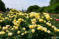 薔薇