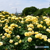 薔薇