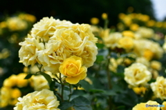 薔薇