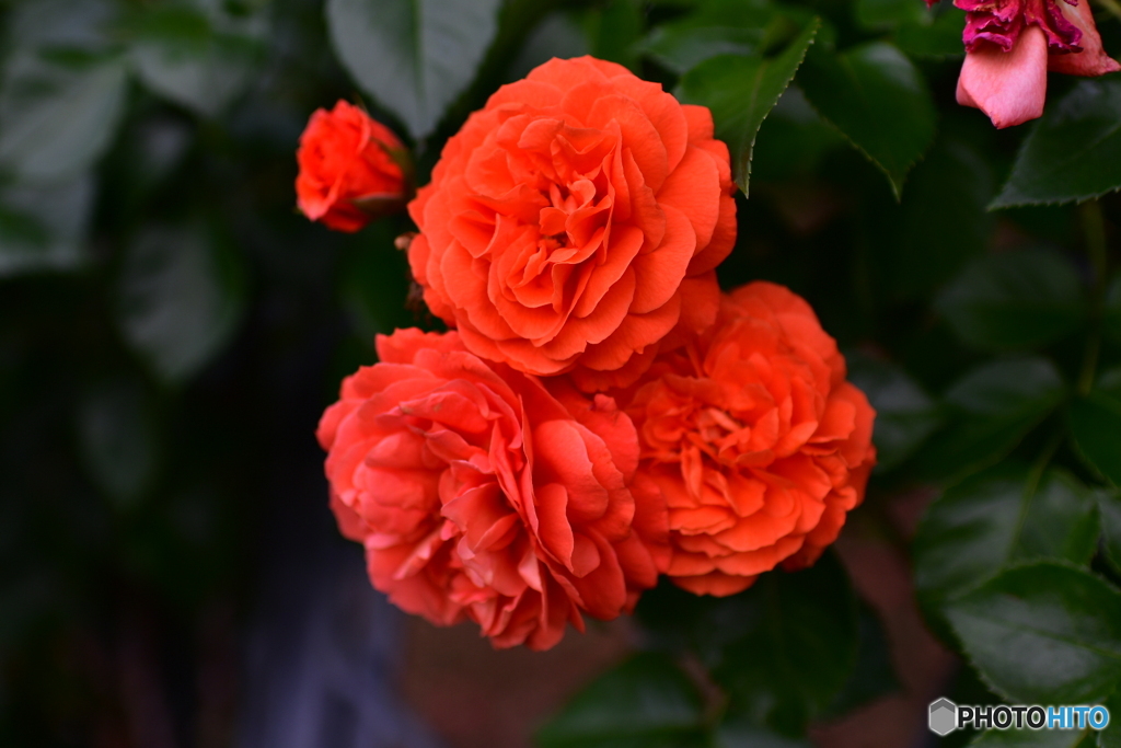 薔薇