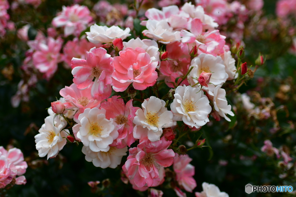薔薇