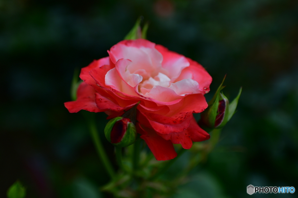 薔薇