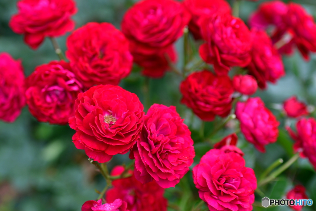 薔薇
