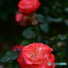 薔薇
