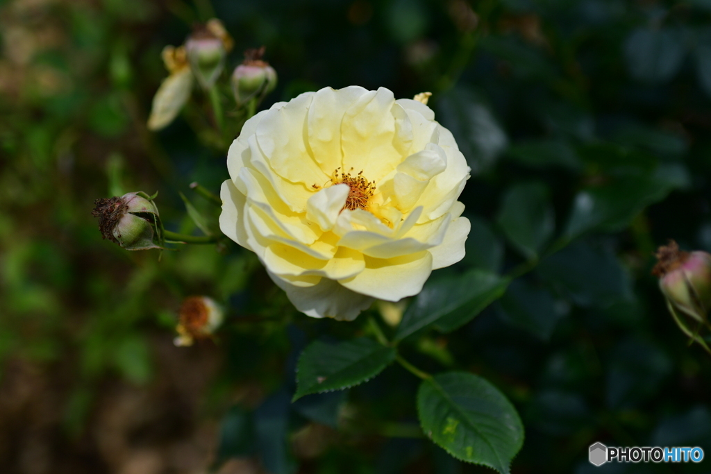 薔薇