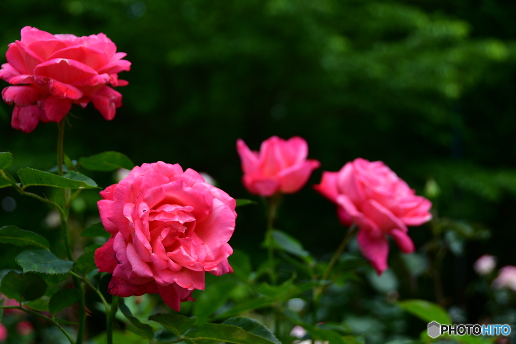 薔薇