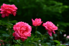 薔薇
