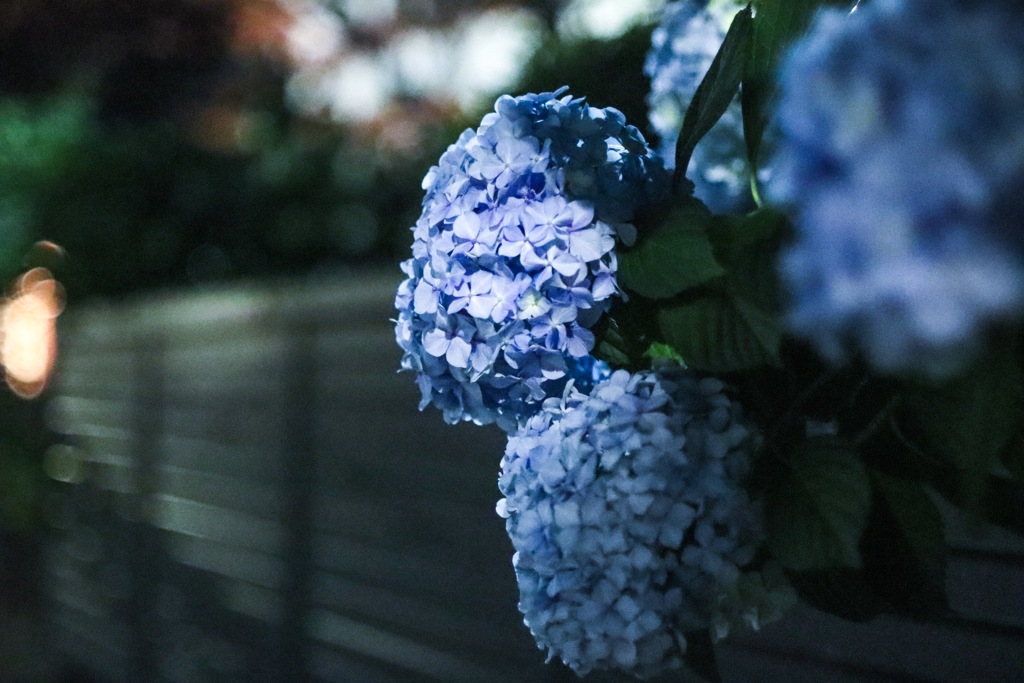 夜の紫陽花