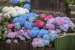 色彩豊かな紫陽花