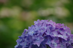 紫陽花②
