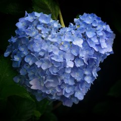 紫陽花