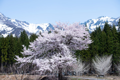 雪山バックに・・・