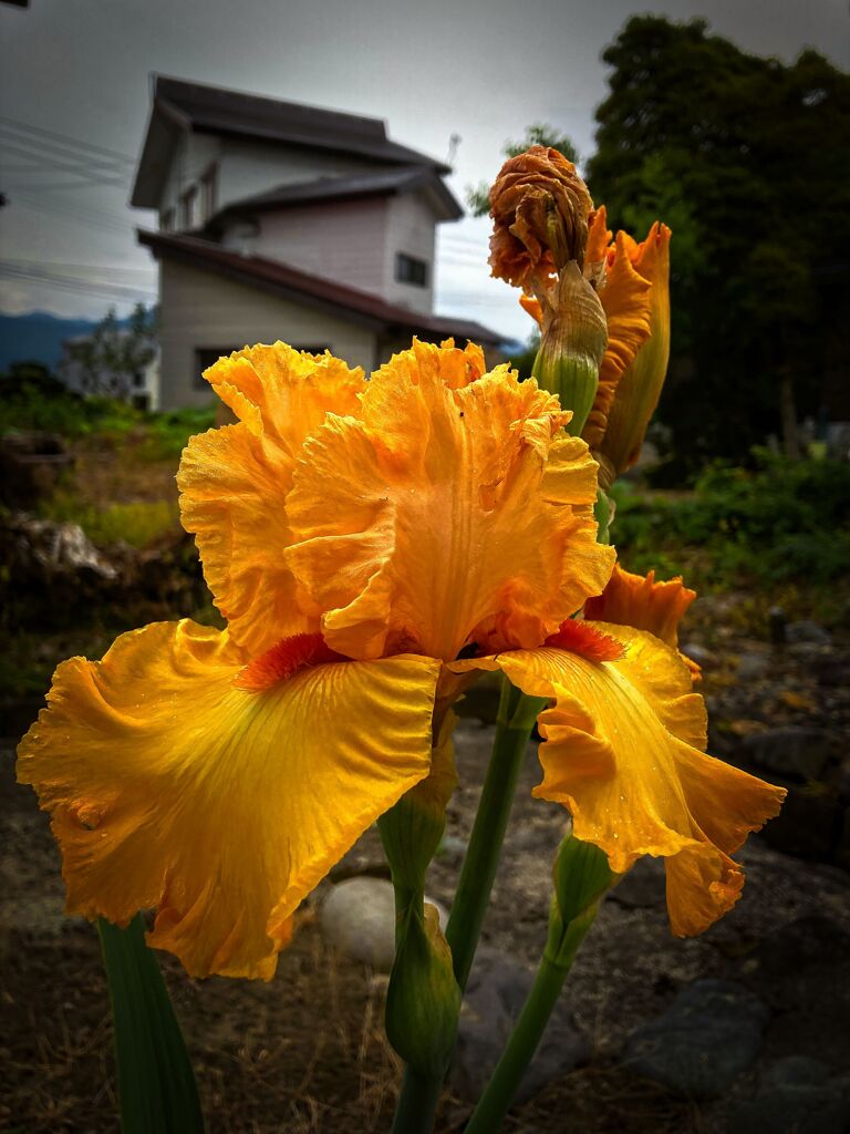 義母の好きな花