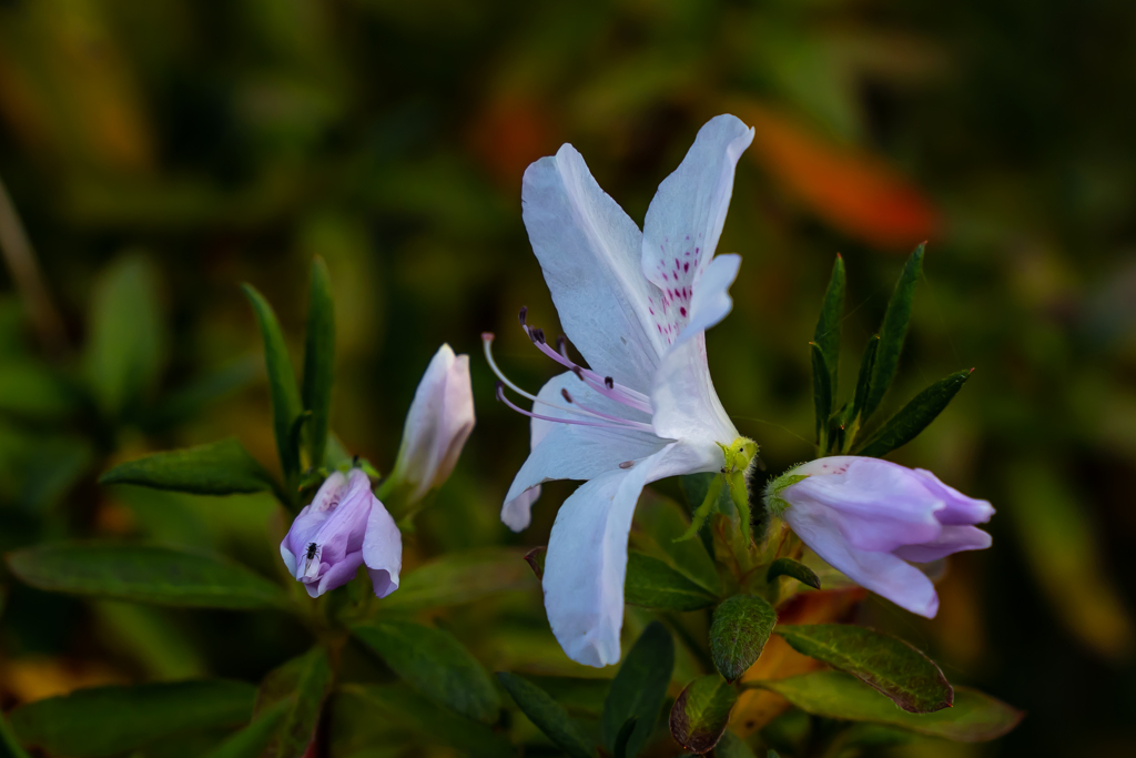 春に咲く花ですよね！？