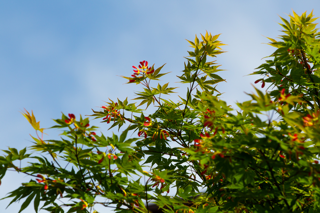 モミジの花