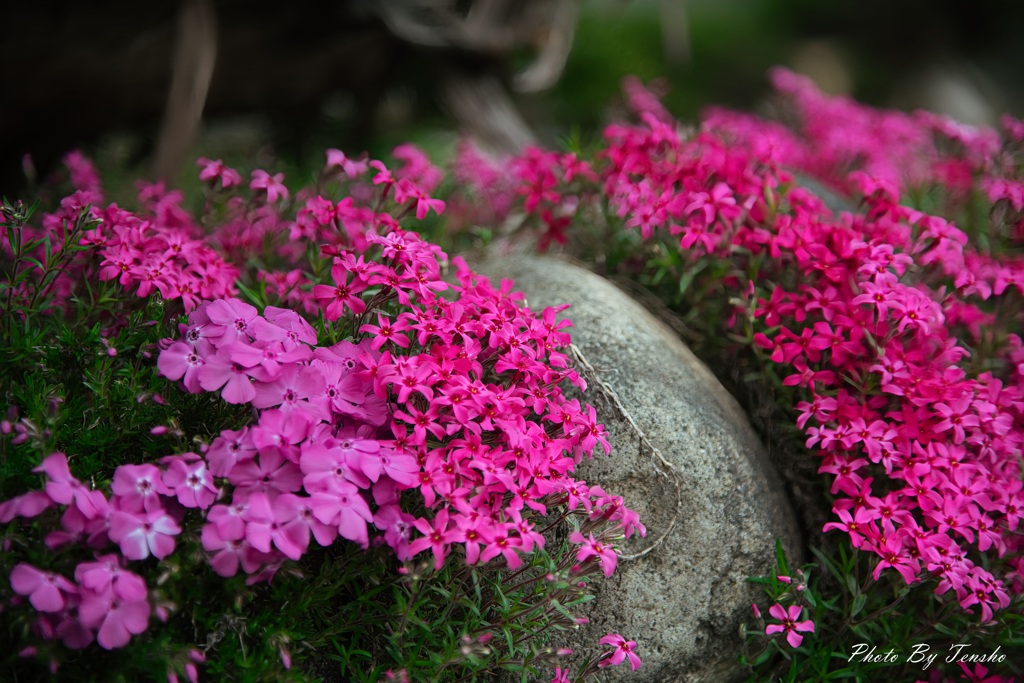 芝桜