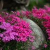 芝桜