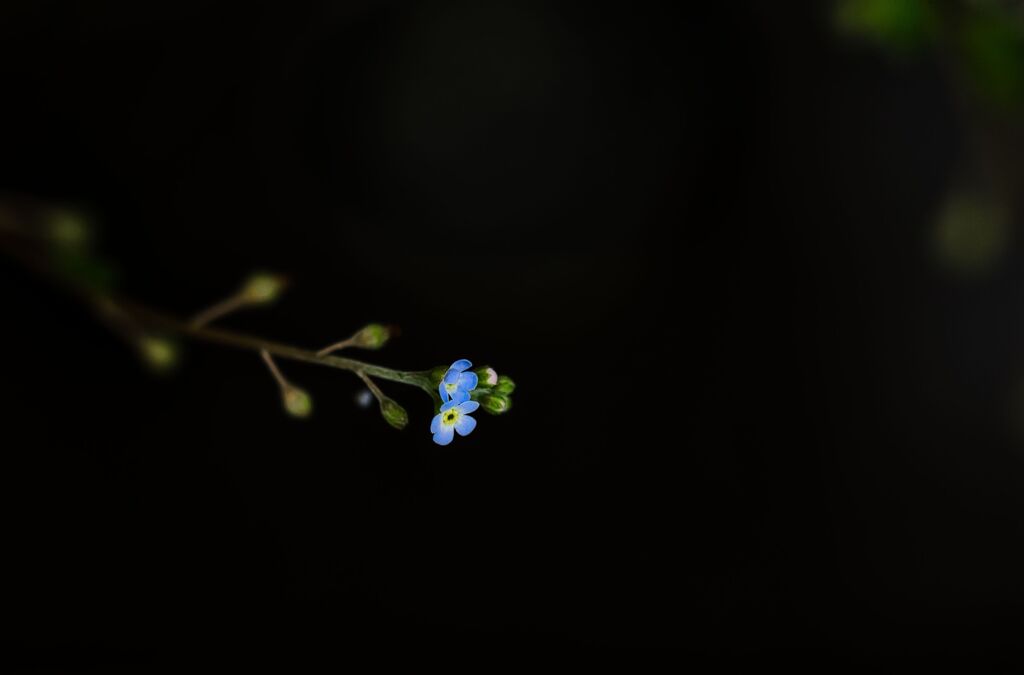 ただの草だけど・・・