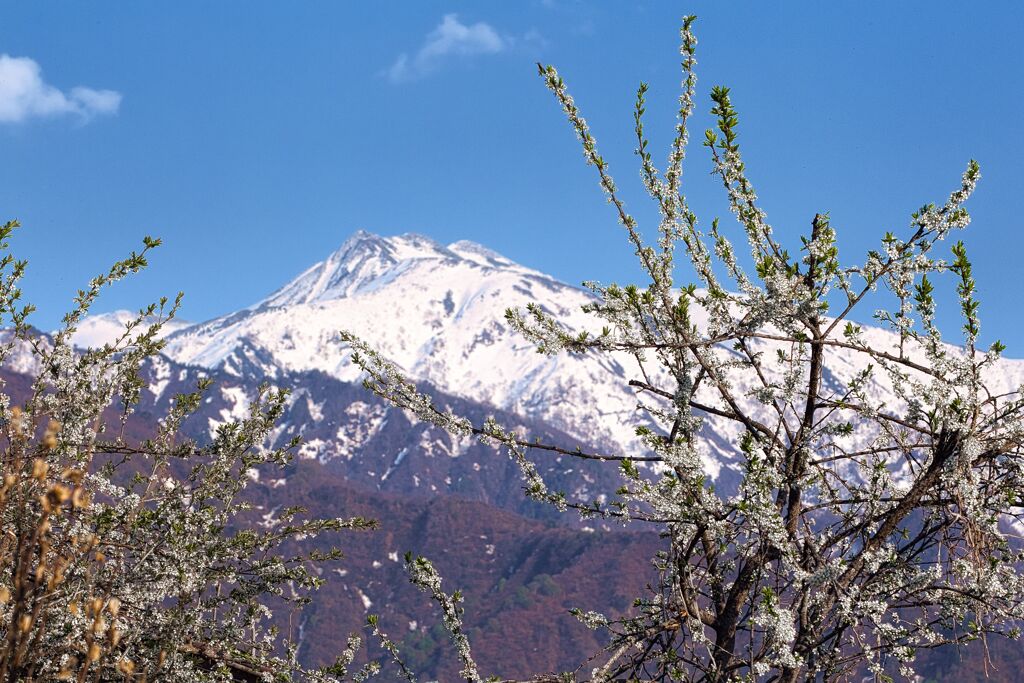 春の巻機山