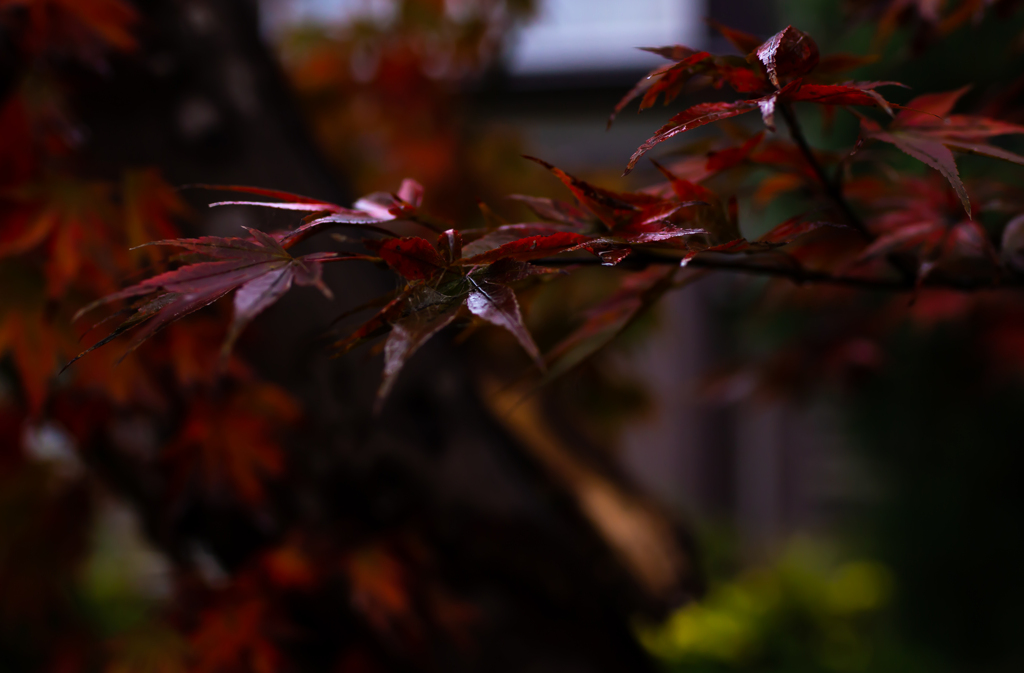 秋雨の紅葉