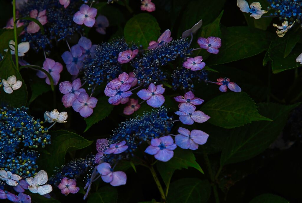やっと紫陽花
