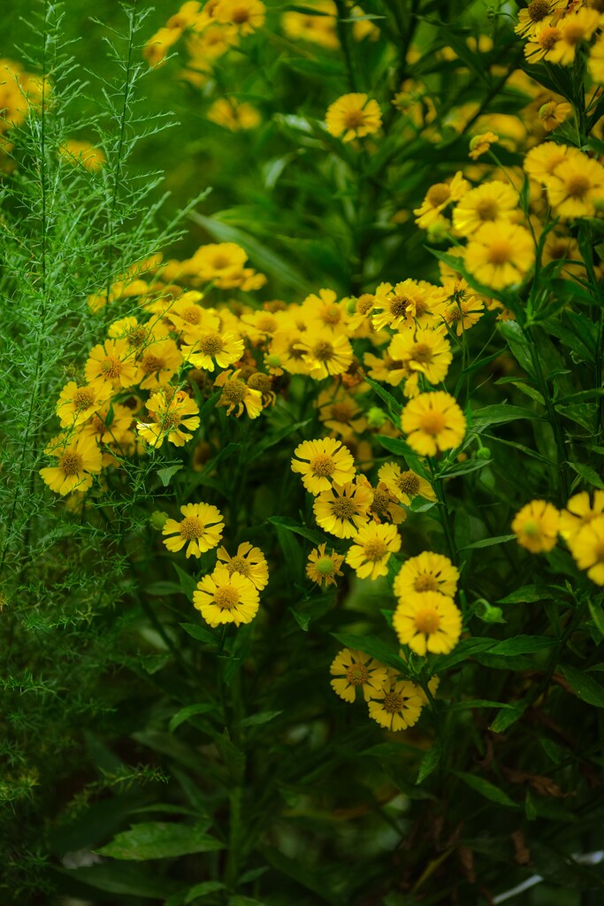 今日は花でまとめました