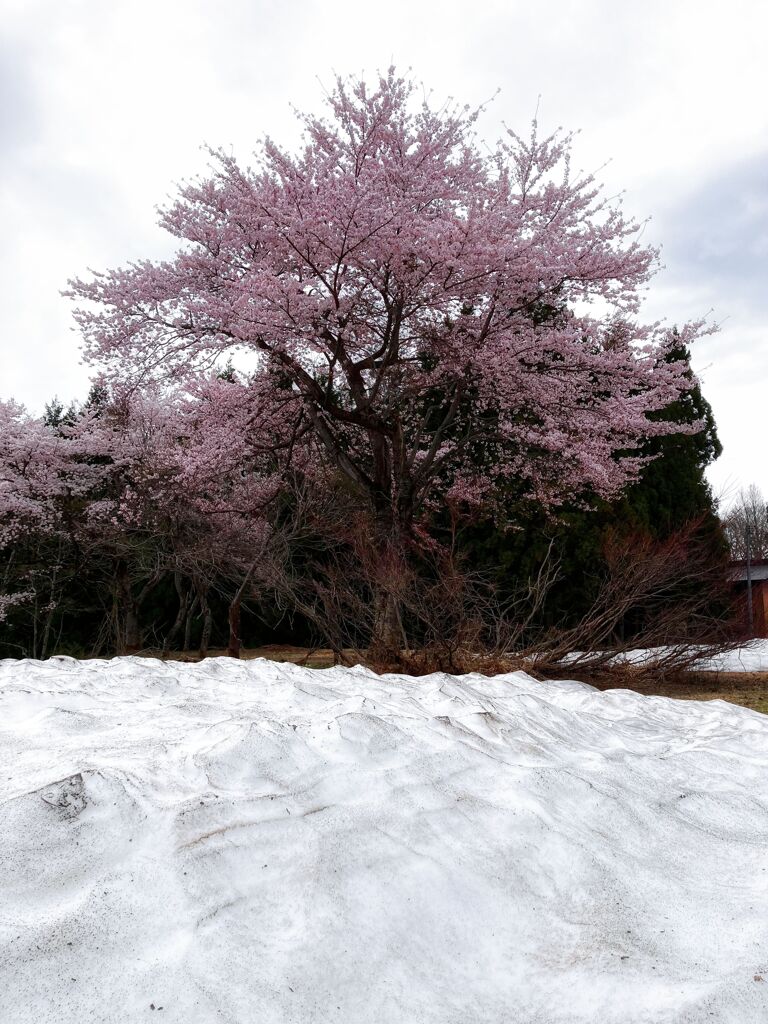 雪見桜