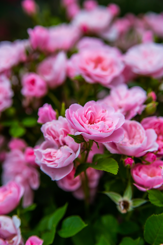 これは薔薇？
