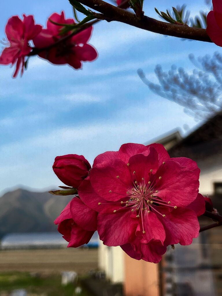 花シーズン到来