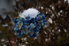 雪紫陽花
