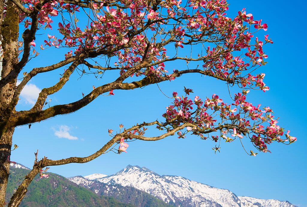 雪山コラボ