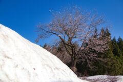 雪桜（星峠にて）
