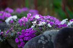 芝桜