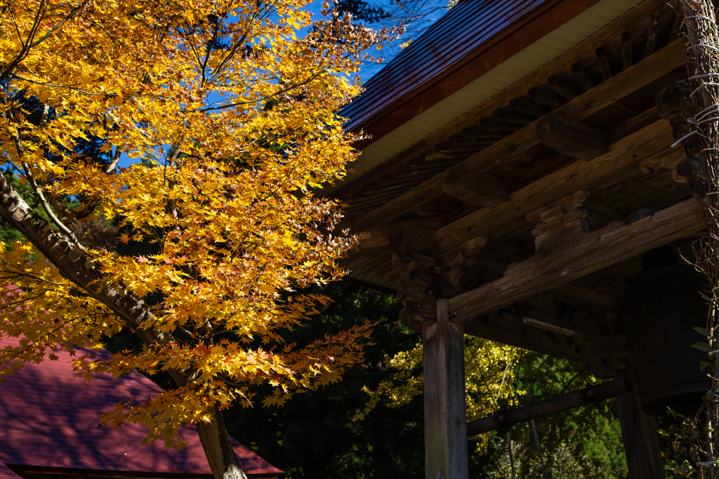 お寺の紅葉