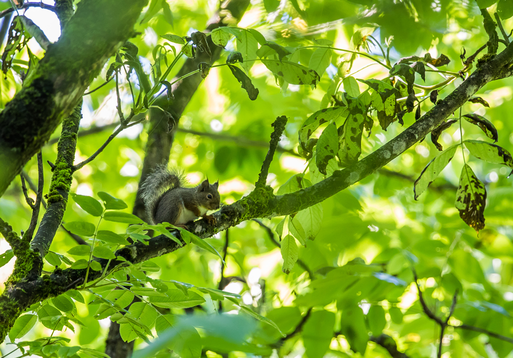 木々への移動が速い＊＊