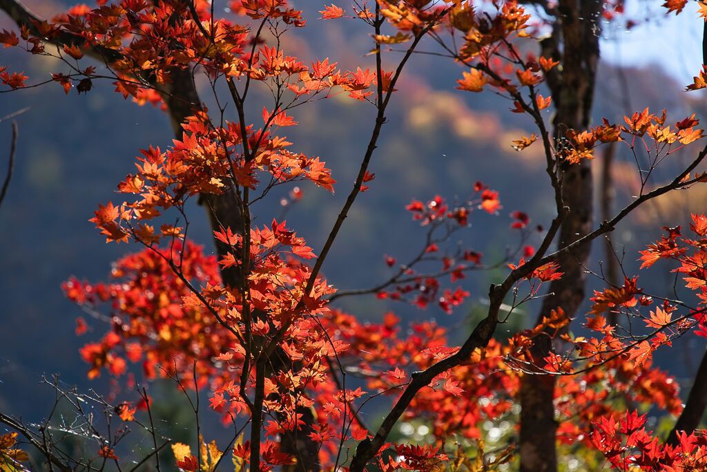 紅葉三昧