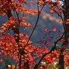 紅葉三昧