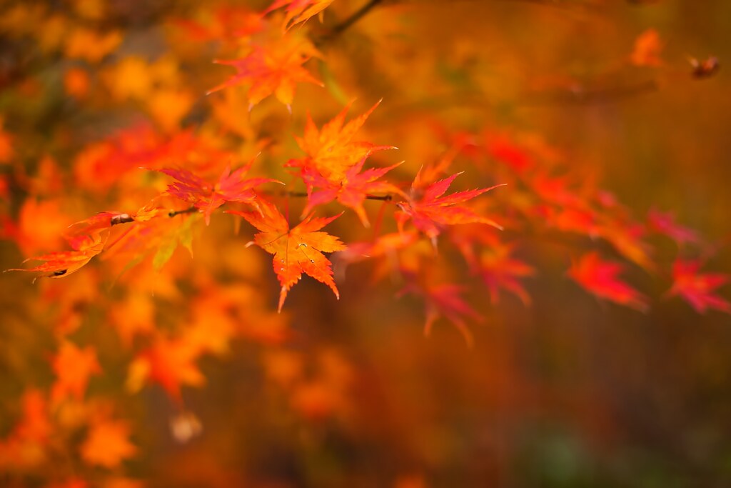 紅葉真っ只中