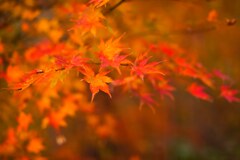 紅葉真っ只中